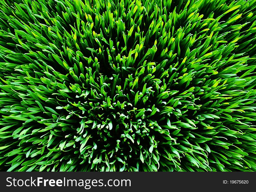 Grass Green 1