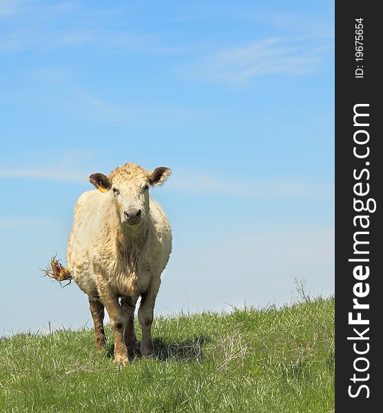 White cow standing in a pasture with blue sky. White cow standing in a pasture with blue sky