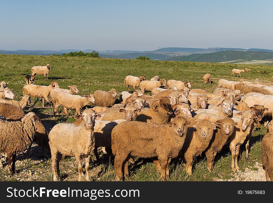 Flock of sheep in the early morning in the mountains of Crimea, Ukraine