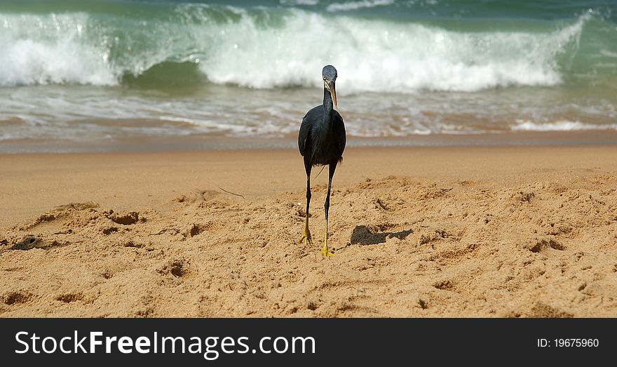 Herons on a sandy beach near the ocean. Kerala, South India