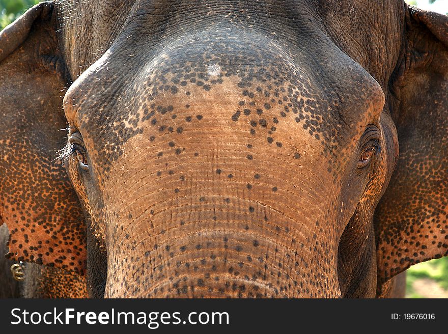 Face of Asian Elephant, or Indian, Kerala, South India