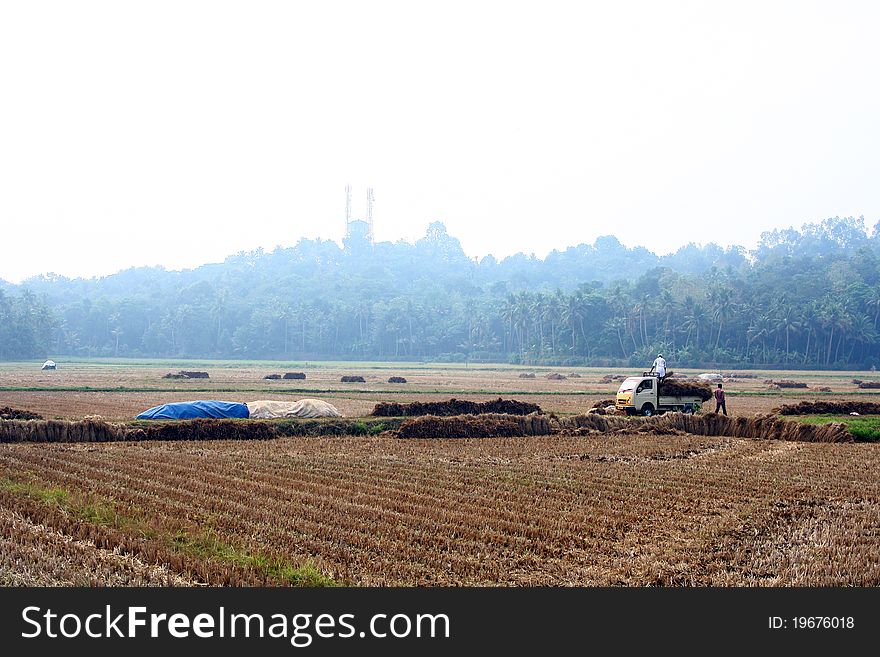 Hay Loaded Truck In The Middle Of Paddy Field