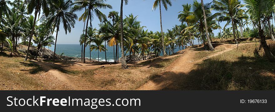 Coconut palms on the ocean shore. Panorama