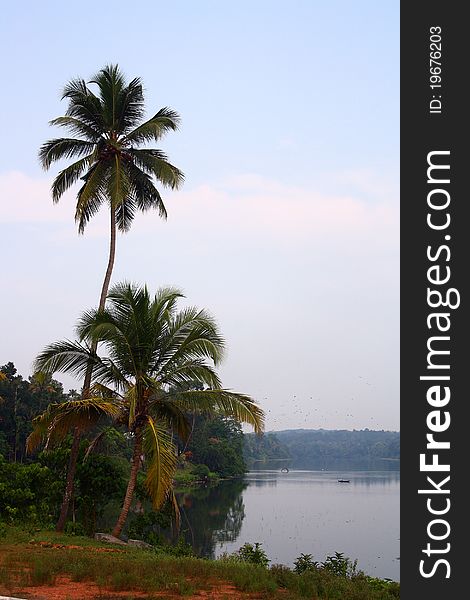 Coconut Trees With Moovattupuzha River Background