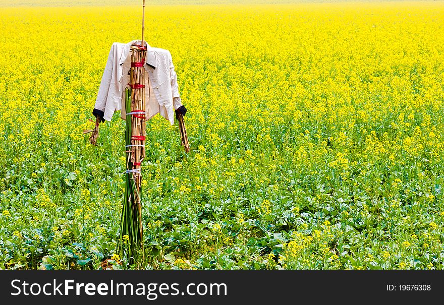 Scarecrow Stands Guard In Rape Field