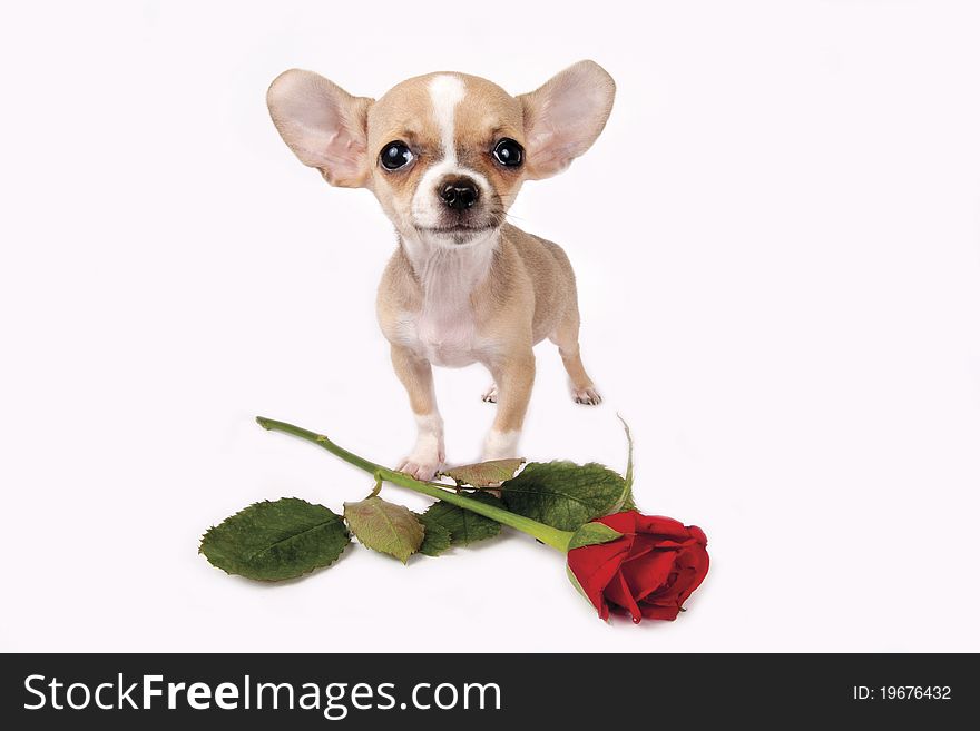 Cute chihuahua puppy with red rose on white background. Cute chihuahua puppy with red rose on white background.