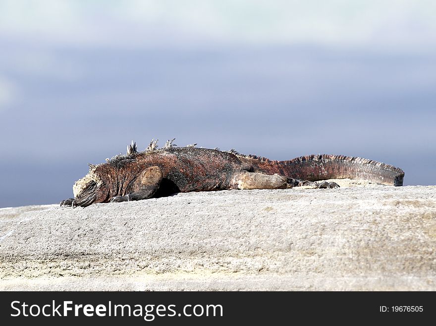 Iguana from Galapagos island, Equador