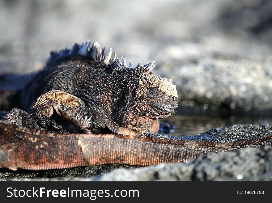 Iguana from Galapagos island, Equador