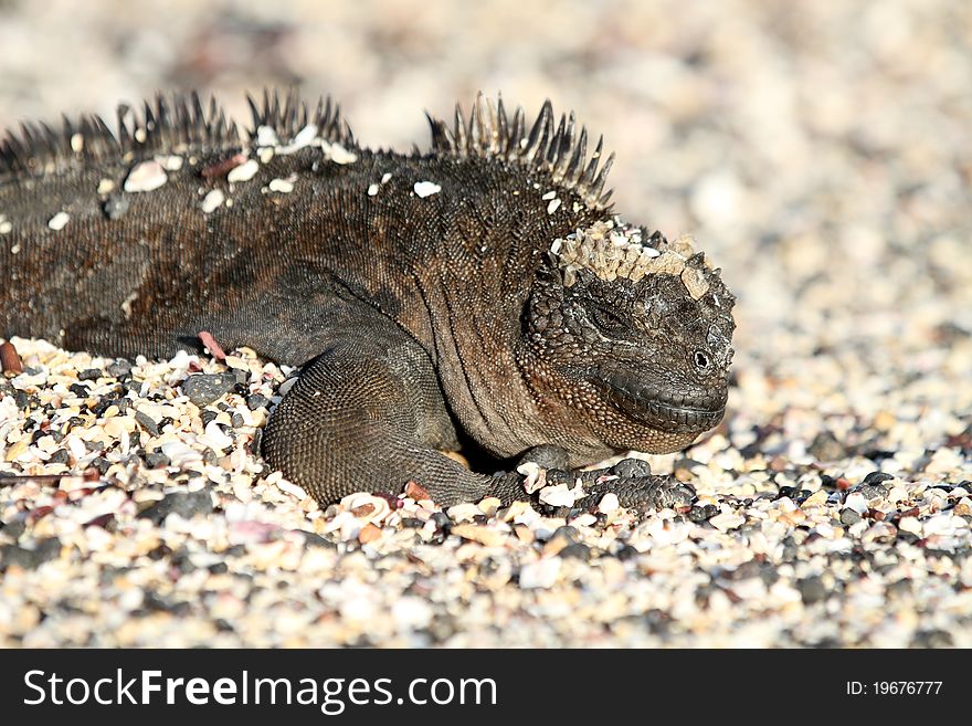 Iguana from Galapagos island, Equador