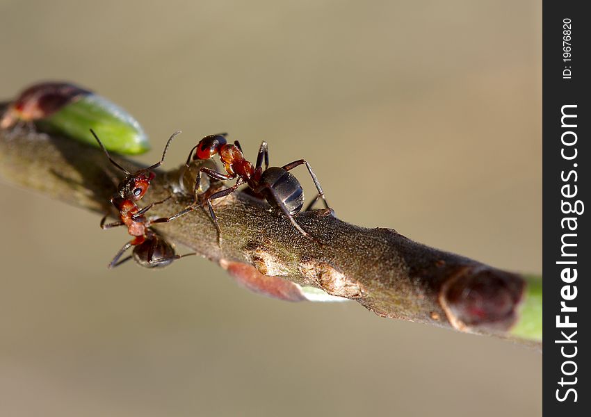 Two forest ants on the branch worry about the aphid