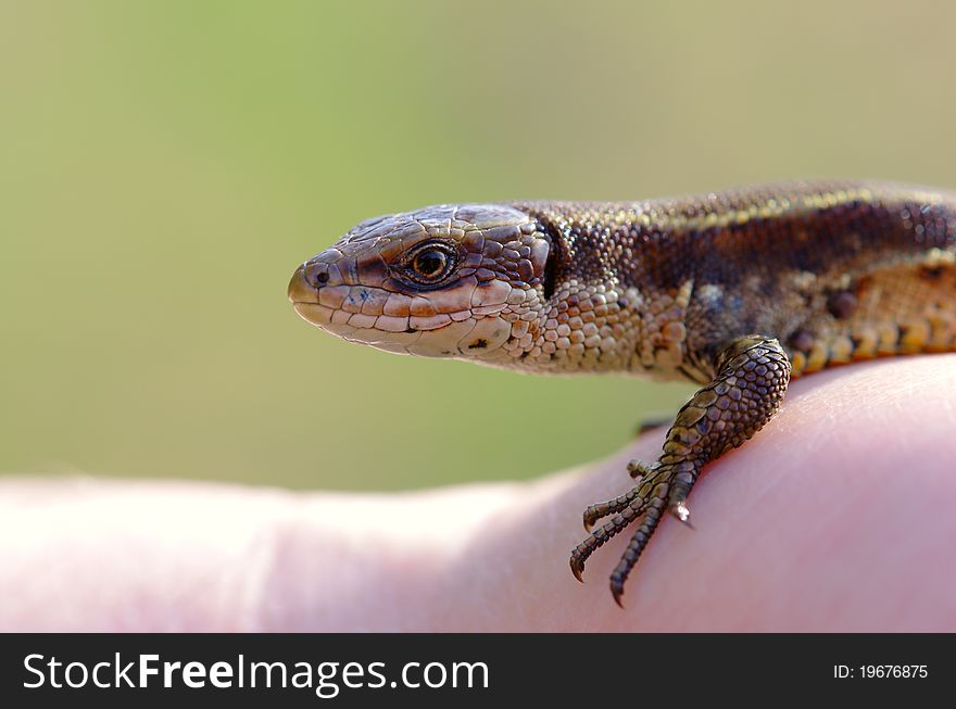 Small lizard by closeup against the green background