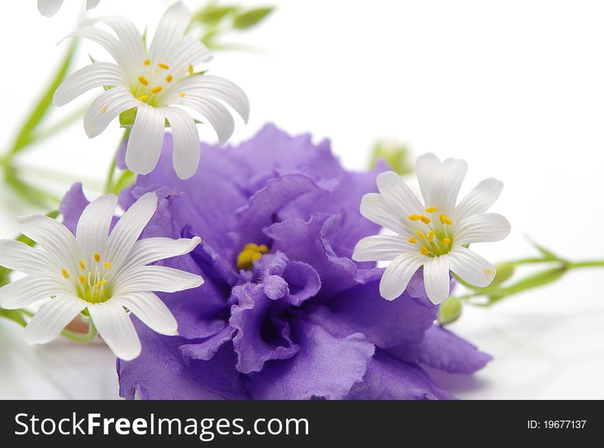 Spring flowers against the white background. Spring flowers against the white background