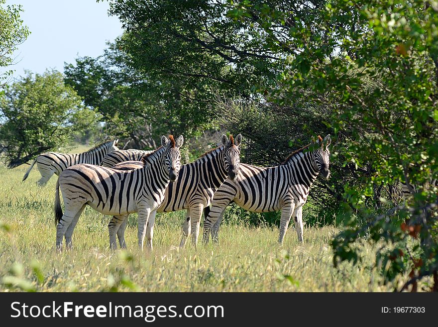 Three curious zebras