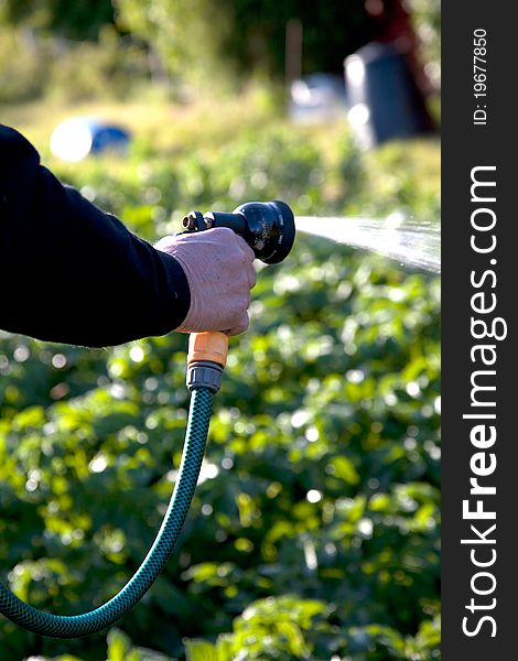 Spraying vegetables with a garden hose. Spraying vegetables with a garden hose.