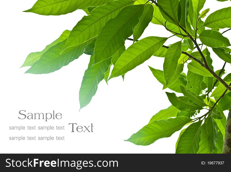 Green leaves on white background. Green leaves on white background