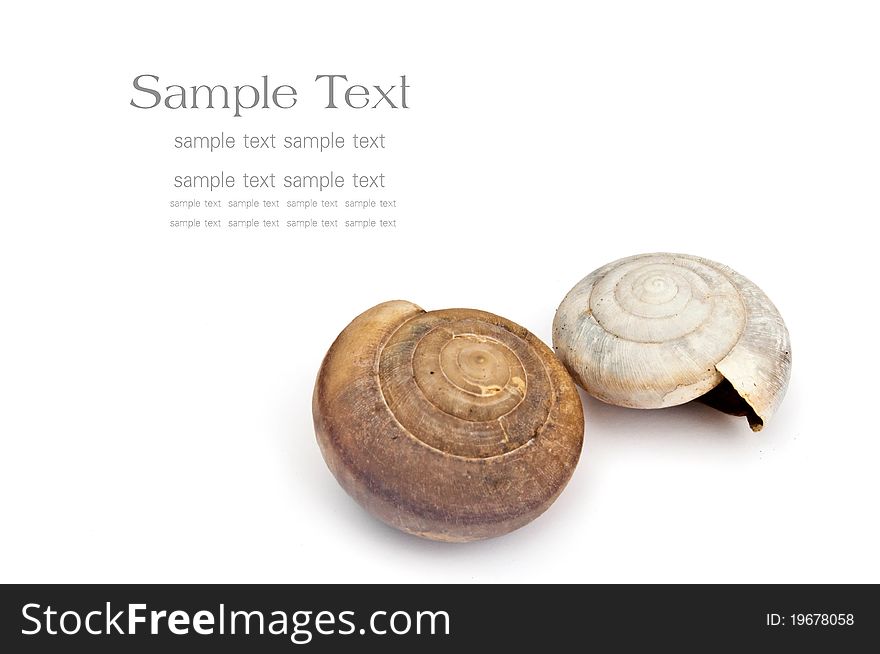 Two snails in white background. Two snails in white background