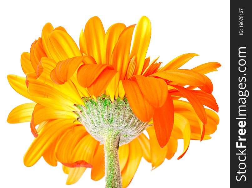 Flower Gerbera isolated on white