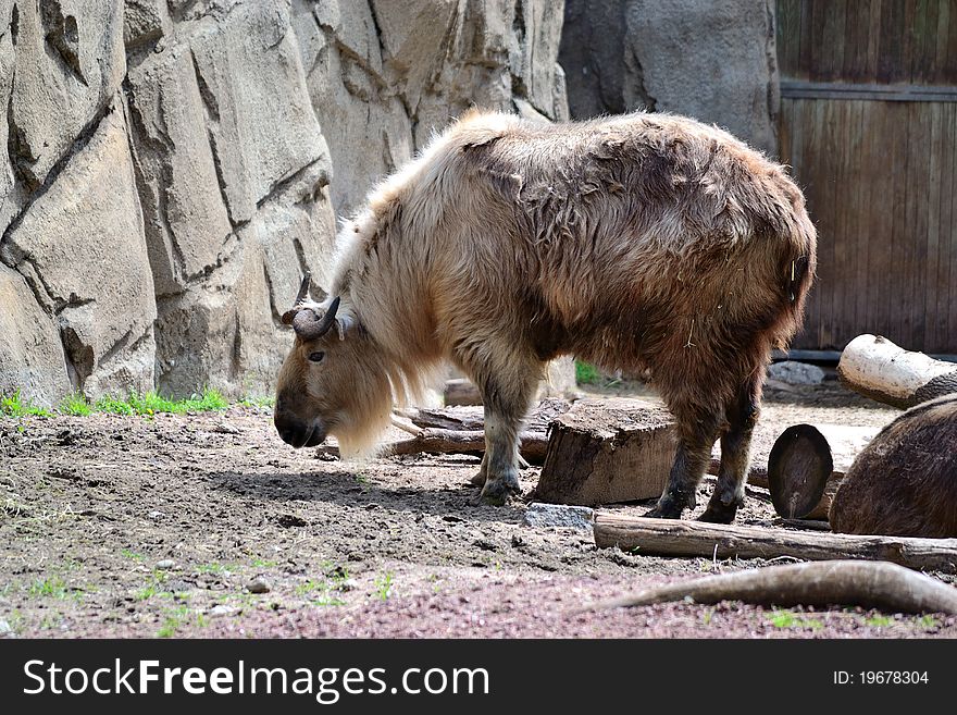 Sichuan Takin Foraging For Food