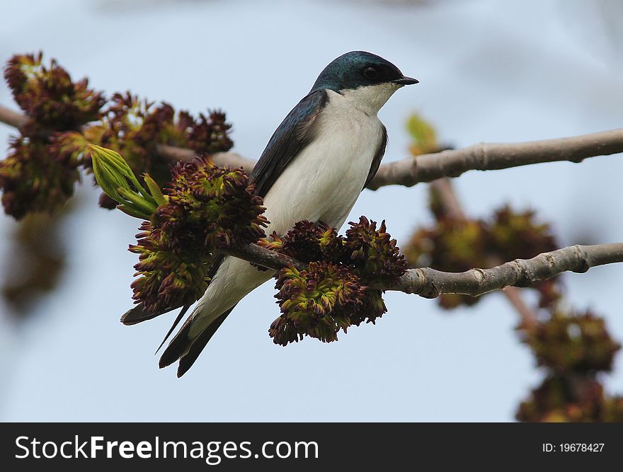 Tree Swallow Tachycineta bicolor perching