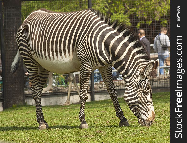 Zebra at the zoo in Moscow