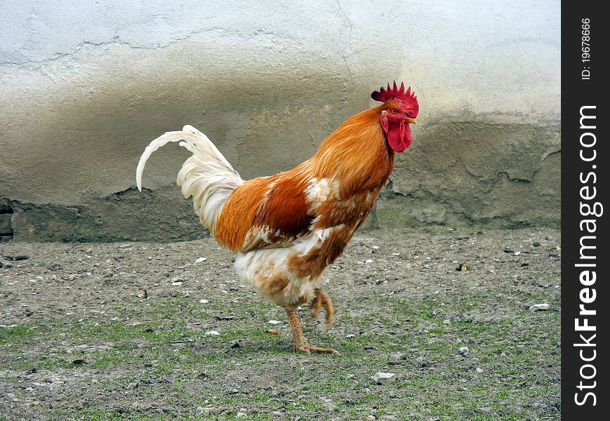 Rooster in the yard of a rural household. Rooster in the yard of a rural household