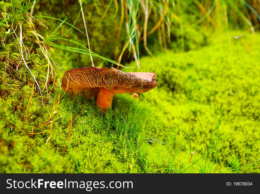 Mushroom in a green field of moss. Mushroom in a green field of moss.