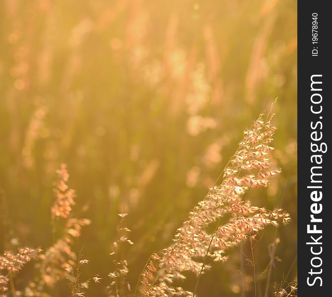 Golden sunset and flower grass. Golden sunset and flower grass