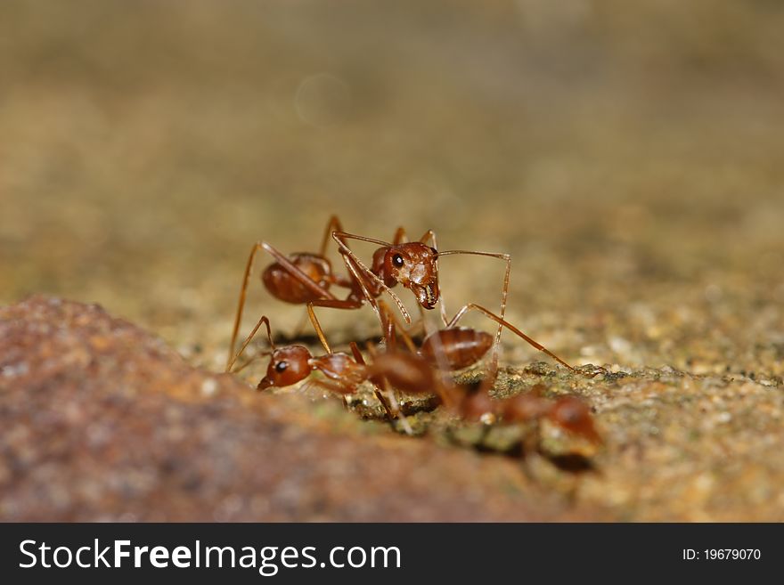 Red ant no brown background.