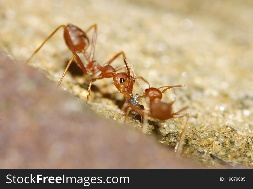 Red ant no brown background.