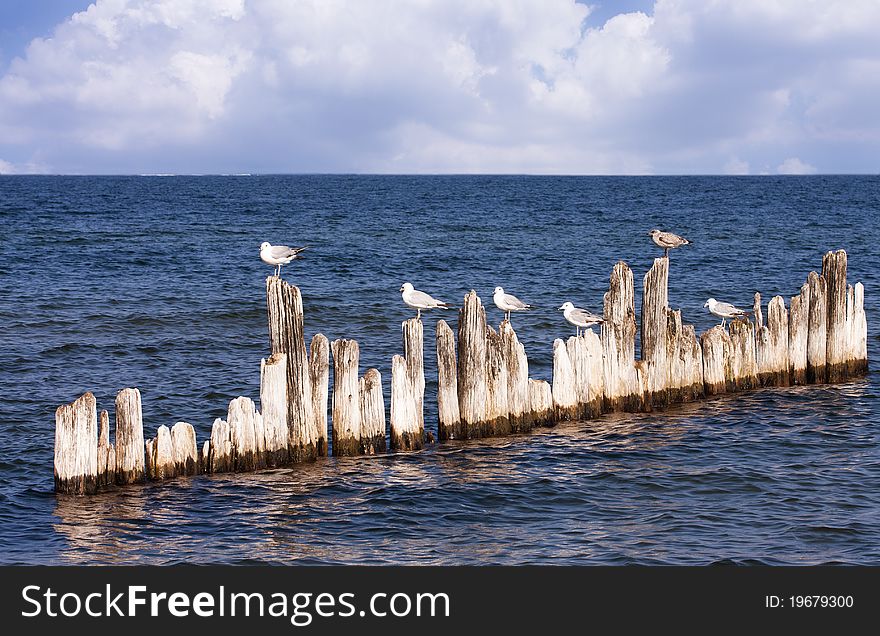 Birds perched atop a series of drift woods. Birds perched atop a series of drift woods