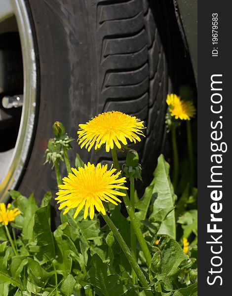 Dandelions are located in front of car wheels. Dandelions are located in front of car wheels