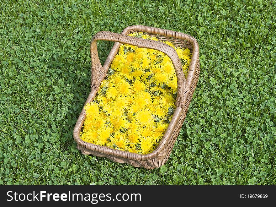 Dandelion Flowers In A Basket