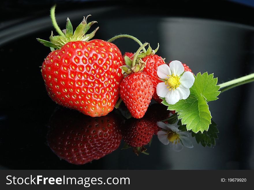 Fresh and tasty strawberries white flower on a black background. Fresh and tasty strawberries white flower on a black background