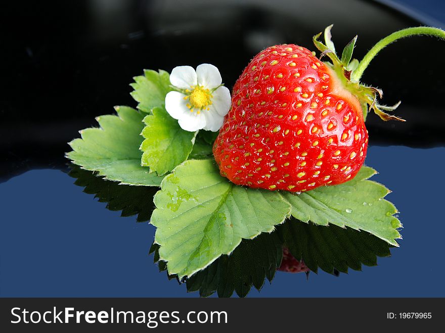 Fresh strawberry  and white flower on blue background