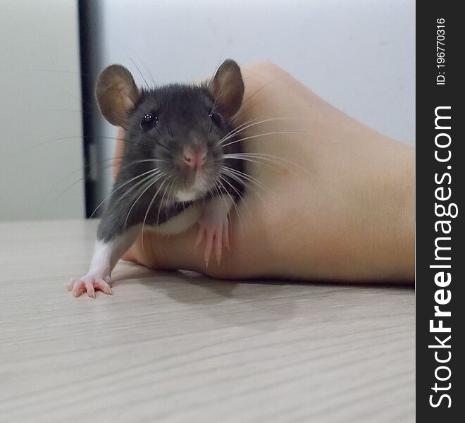 Small Rat At Hand