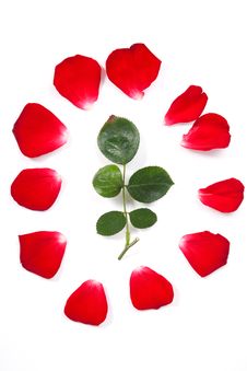 Rose Petals Royalty Free Stock Photo Rose Petals Royalty Free Stock Photo