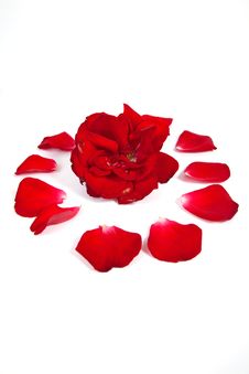 Rose And Petals Stock Photo Rose And Petals Stock Photo