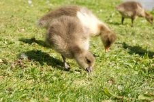 Baby Geese Eating Stock Photo