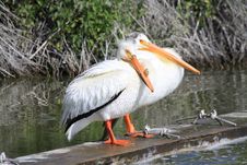 2 White Pelicans Stock Images 2 White Pelicans Stock Images