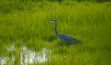 Heron Stalking In The Grass Royalty Free Stock Photo