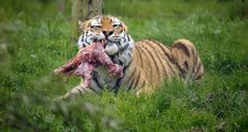The Siberian Tiger (Panthera Tigris Altaica) Royalty Free Stock Images The Siberian Tiger (Panthera Tigris Altaica) Royalty Free Stock Images