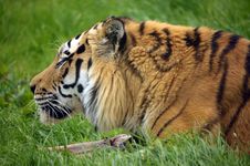 The Siberian Tiger (Panthera Tigris Altaica) Stock Image The Siberian Tiger (Panthera Tigris Altaica) Stock Image