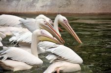 Group Of Pelicans Stock Photos Group Of Pelicans Stock Photos