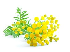 Flowers Of Tansy Royalty Free Stock Photos