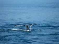 Humpback Whale Tail Stock Photos Humpback Whale Tail Stock Photos