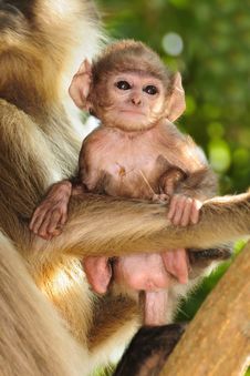 Langur Baby With Mother Stock Photos