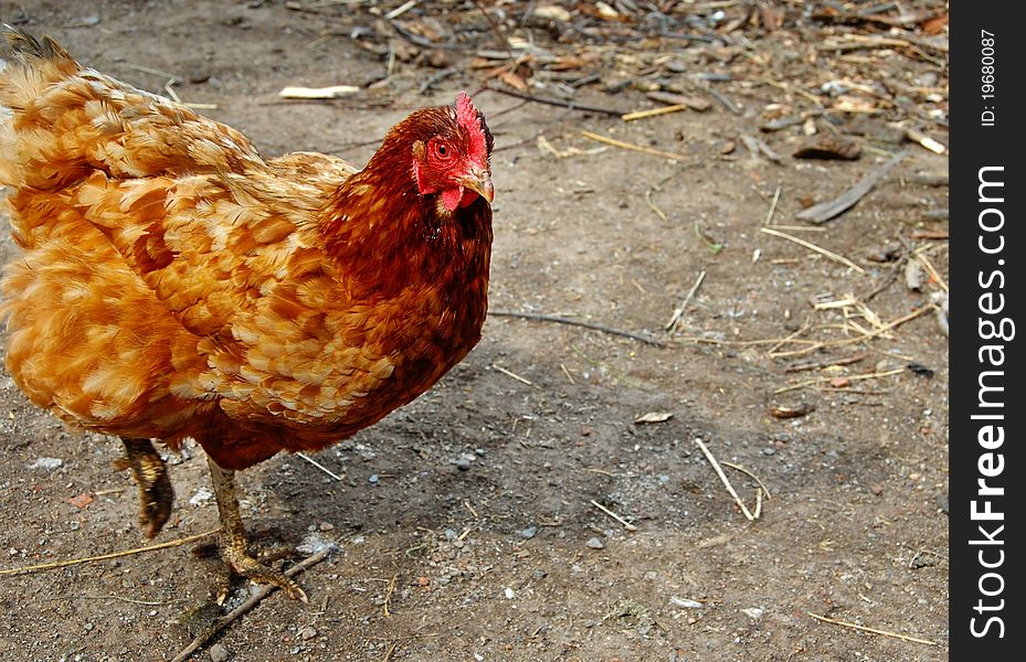 Golden brown hen on farm yard outdoors