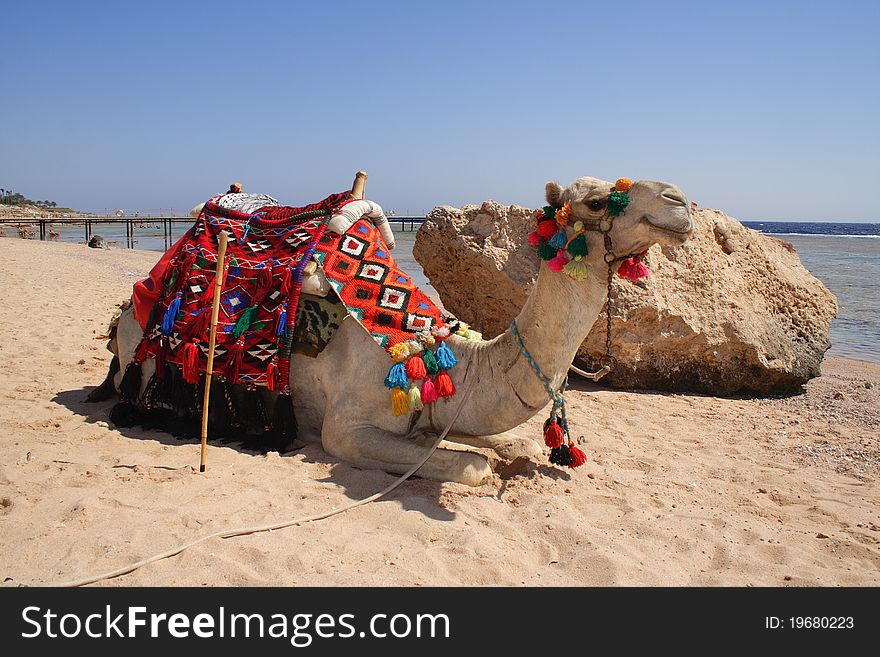 A camel on sandy beach, Nabq Bay near Sharm El Shaikh, Sinai, Egypt,. A camel on sandy beach, Nabq Bay near Sharm El Shaikh, Sinai, Egypt,