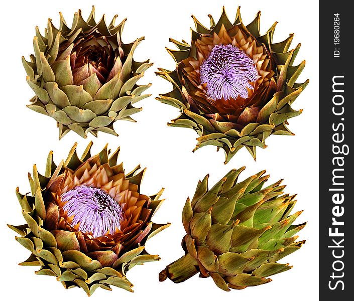 Four picture of artichoke for design