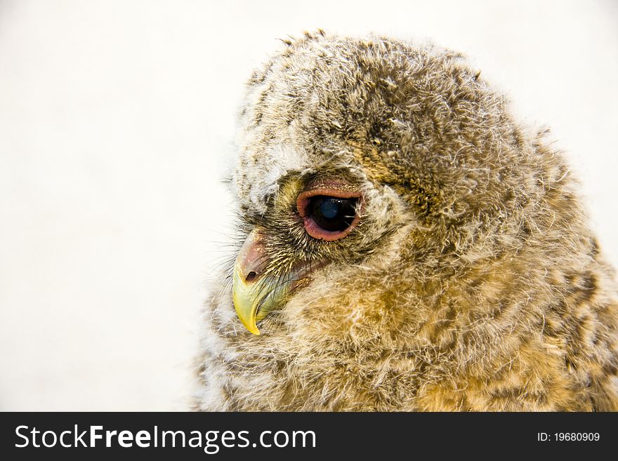 Very young long-eared owl (Asio otus) chick